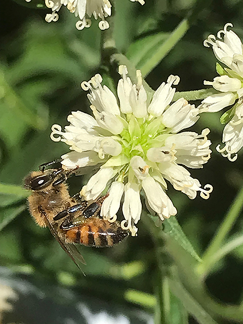 Verbesina walteri (Carolina crownbeard) #89878