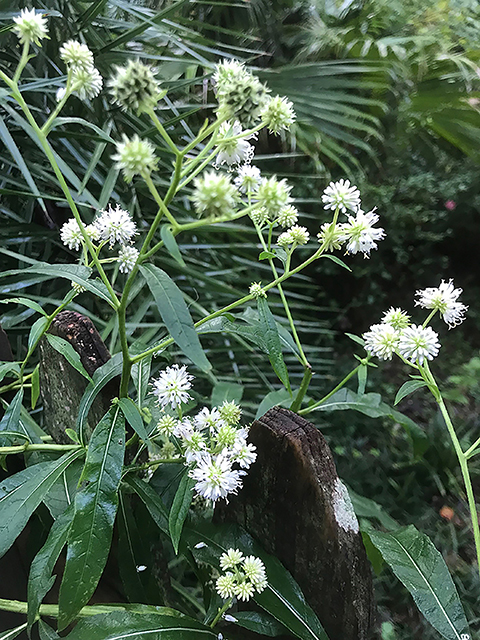 Verbesina walteri (Carolina crownbeard) #89879