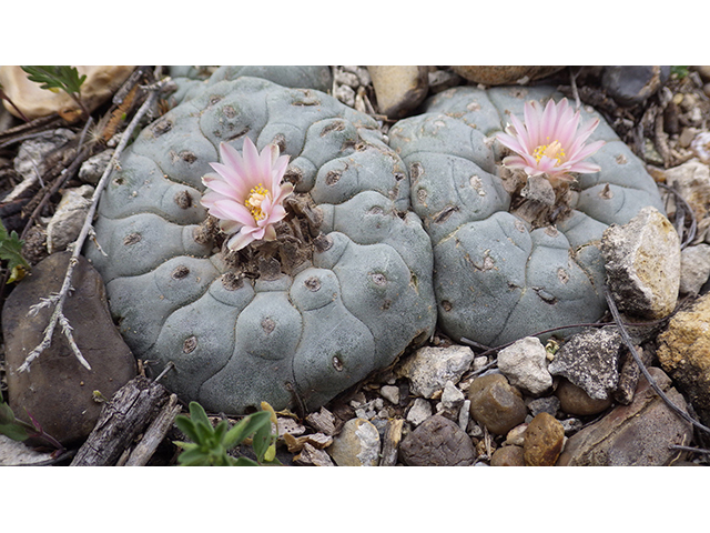 Lophophora williamsii (Peyote) #76257