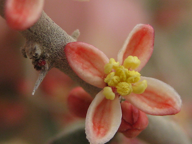 Castela erecta ssp. texana (Texan goatbush) #76322