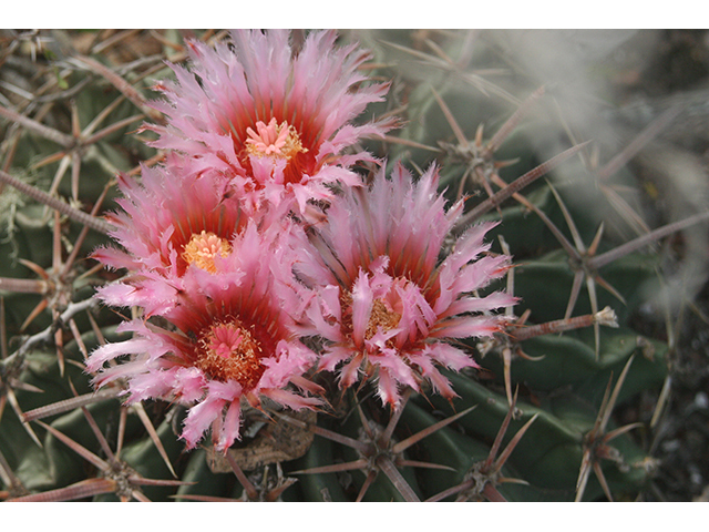 Echinocactus texensis (Horse crippler) #76417