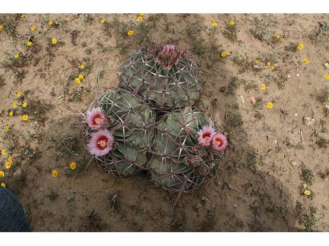 Echinocactus texensis (Horse crippler) #76429