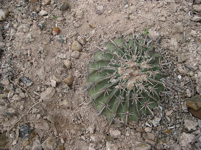 Echinocactus texensis (Horse crippler) #76440