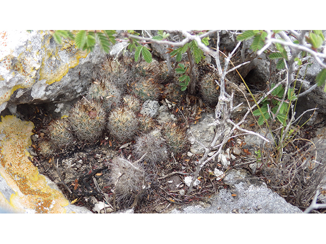 Escobaria emskoetteriana (Junior tom thumb cactus) #76474