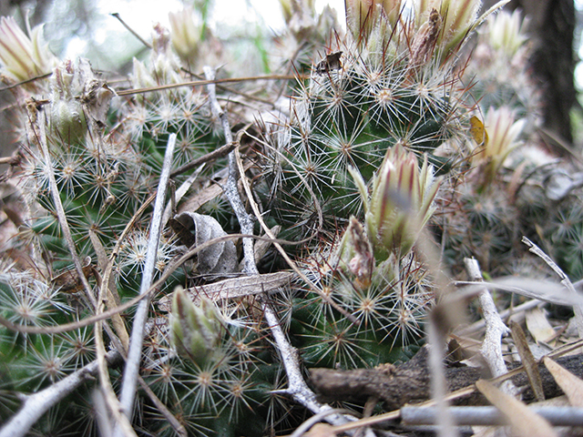 Escobaria emskoetteriana (Junior tom thumb cactus) #76492