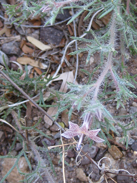 Ipomopsis havardii (Havard's ipomopsis) #76537