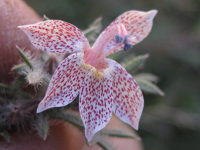 Ipomopsis havardii (Havard's ipomopsis) #76541