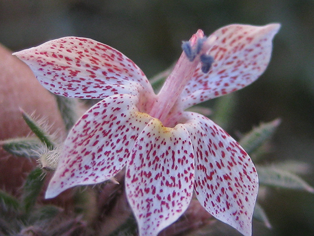 Ipomopsis havardii (Havard's ipomopsis) #76542