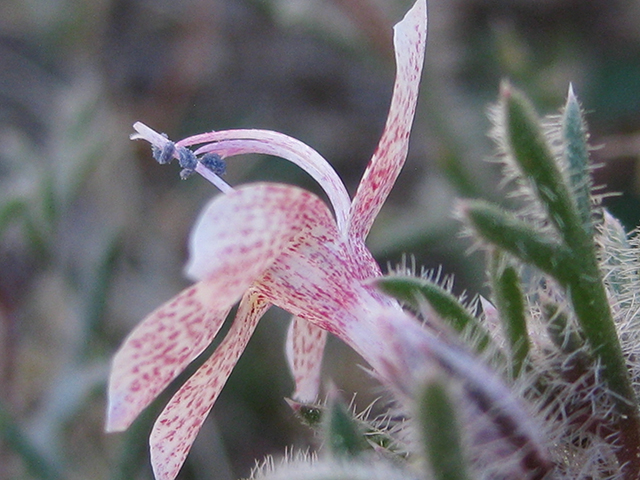 Ipomopsis havardii (Havard's ipomopsis) #76543