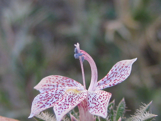 Ipomopsis havardii (Havard's ipomopsis) #76544