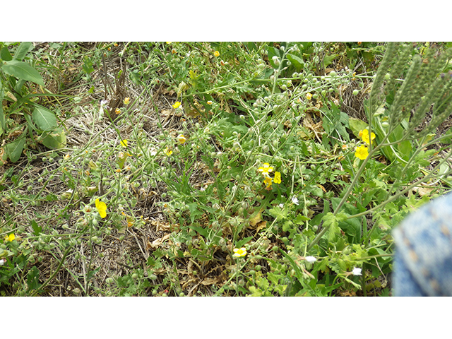 Lesquerella lasiocarpa var. lasiocarpa (Roughpod bladderpod) #76551