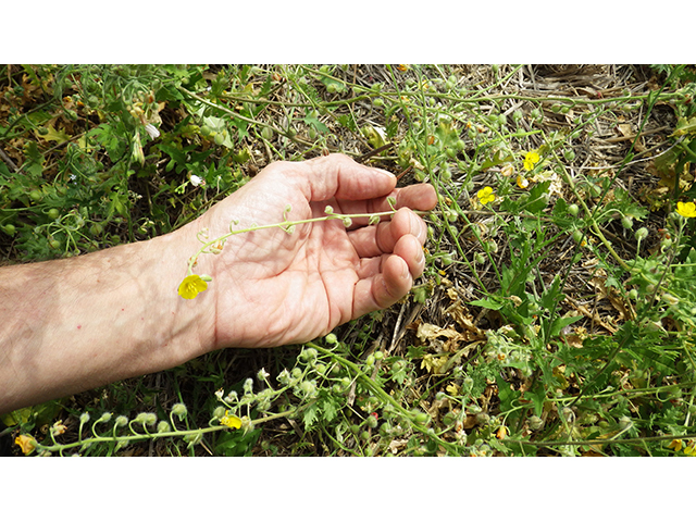 Lesquerella lasiocarpa var. lasiocarpa (Roughpod bladderpod) #76552