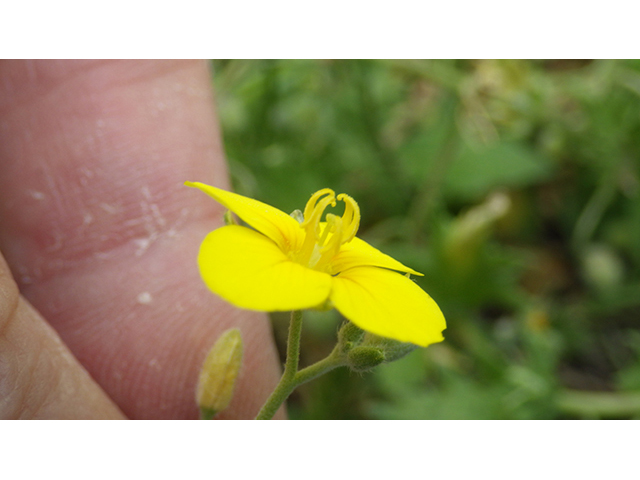 Lesquerella lasiocarpa var. lasiocarpa (Roughpod bladderpod) #76553