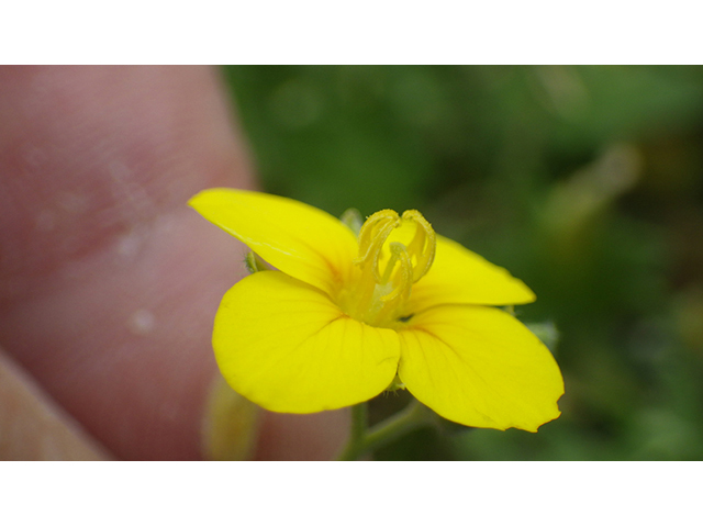 Lesquerella lasiocarpa var. lasiocarpa (Roughpod bladderpod) #76554