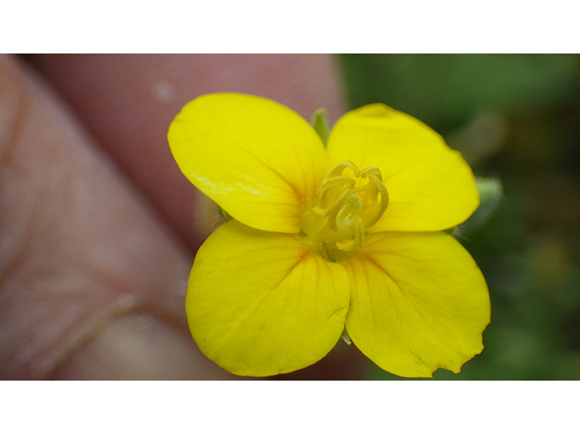 Lesquerella lasiocarpa var. lasiocarpa (Roughpod bladderpod) #76555