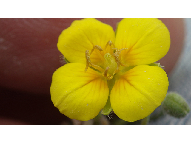 Lesquerella lasiocarpa var. lasiocarpa (Roughpod bladderpod) #76561