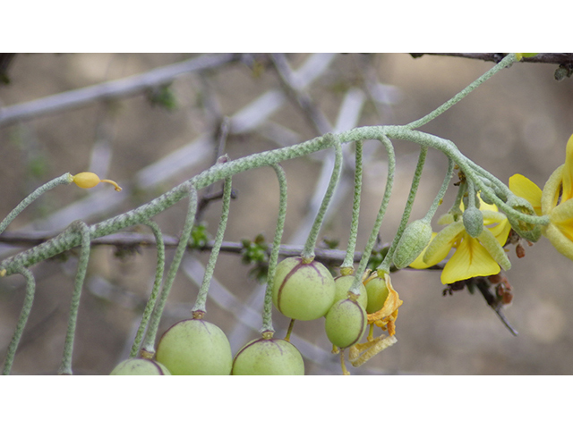 Lesquerella thamnophila (Zapata bladderpod) #76564