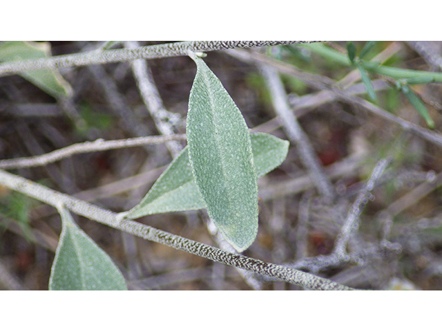 Lesquerella thamnophila (Zapata bladderpod) #76565