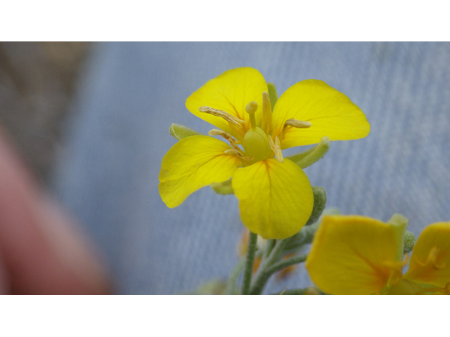 Lesquerella thamnophila (Zapata bladderpod) #76566