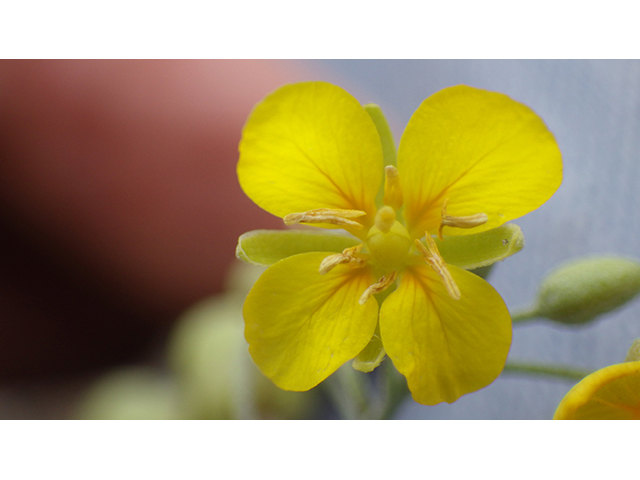 Lesquerella thamnophila (Zapata bladderpod) #76567