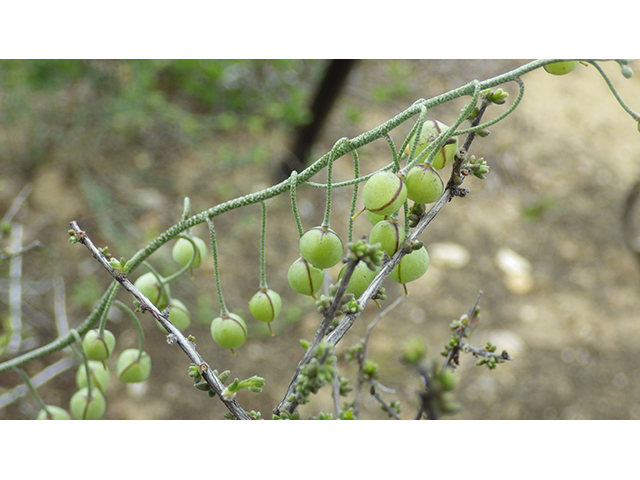 Lesquerella thamnophila (Zapata bladderpod) #76569