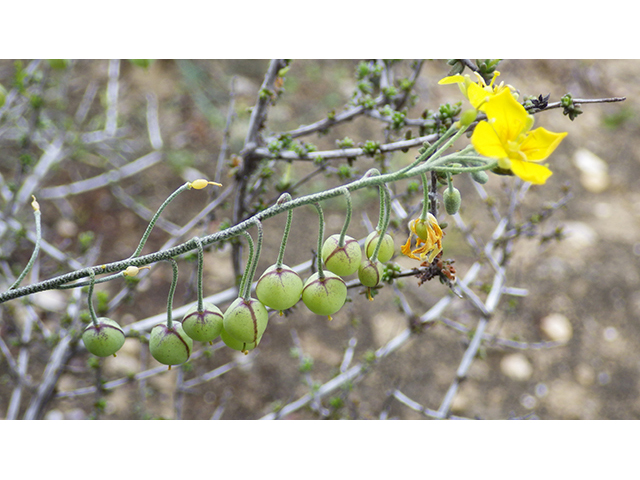 Lesquerella thamnophila (Zapata bladderpod) #76571