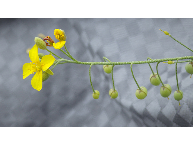 Lesquerella thamnophila (Zapata bladderpod) #76573