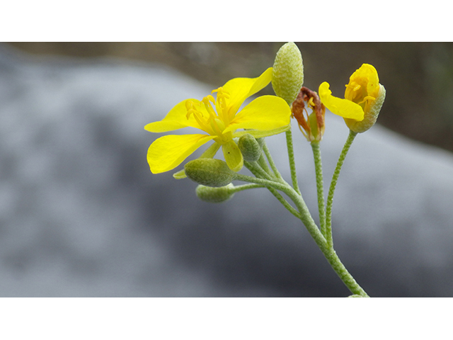 Lesquerella thamnophila (Zapata bladderpod) #76575