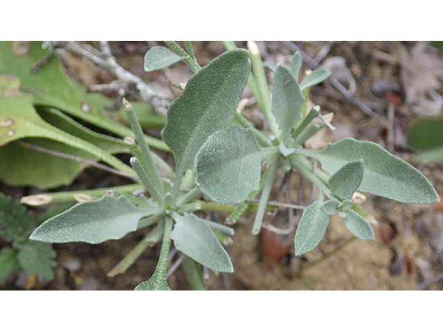 Lesquerella thamnophila (Zapata bladderpod) #76577