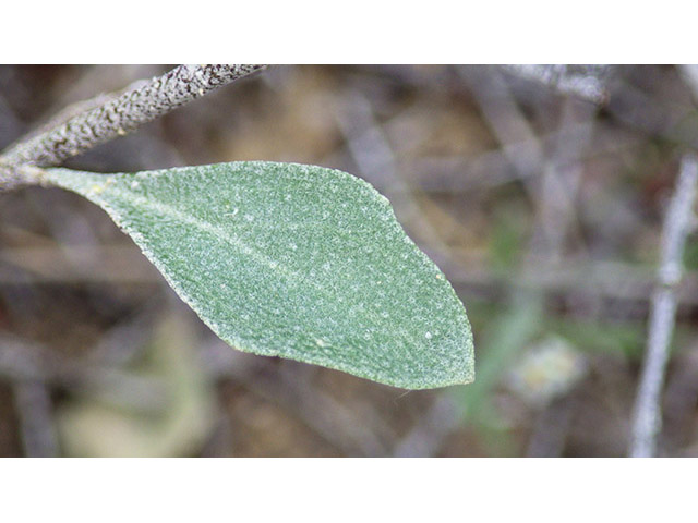 Lesquerella thamnophila (Zapata bladderpod) #76585