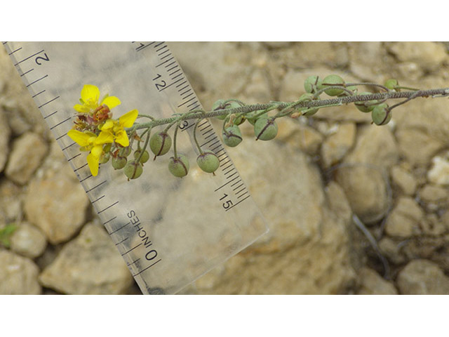 Lesquerella thamnophila (Zapata bladderpod) #76586