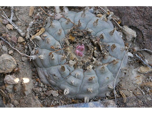 Lophophora williamsii (Peyote) #76591