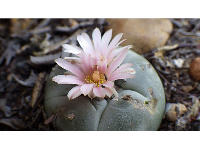 Lophophora williamsii (Peyote) #76599