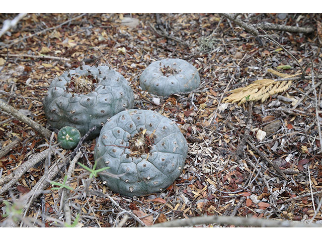 Lophophora williamsii (Peyote) #76600