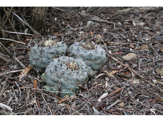 Lophophora williamsii (Peyote) #76602