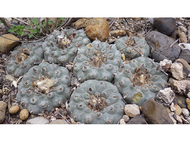 Lophophora williamsii (Peyote) #76610