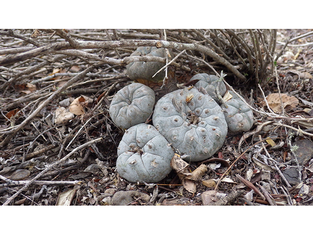 Lophophora williamsii (Peyote) #76613