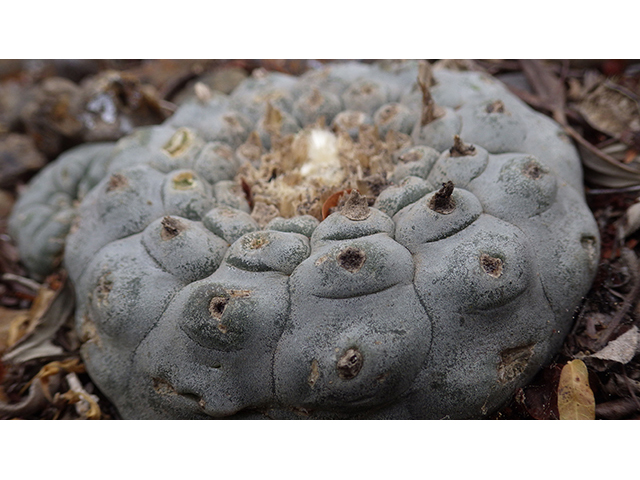 Lophophora williamsii (Peyote) #76614