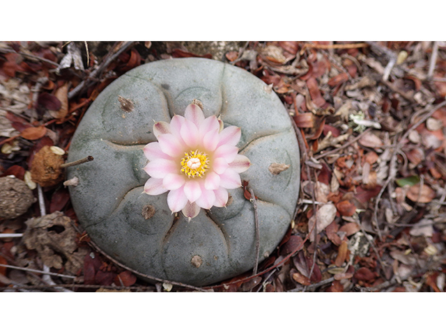 Lophophora williamsii (Peyote) #76621