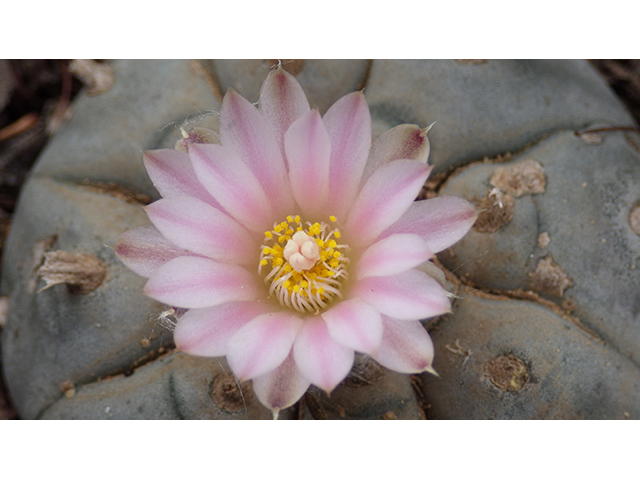 Lophophora williamsii (Peyote) #76623