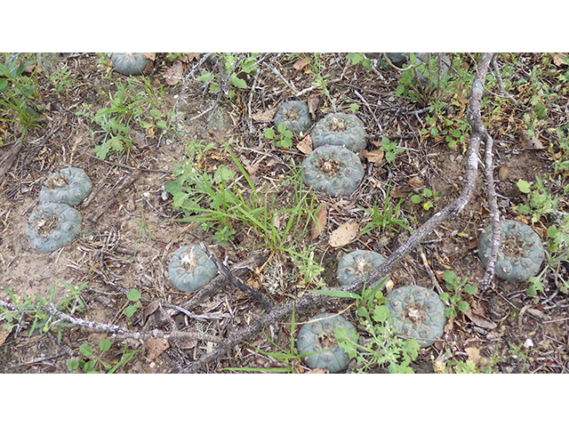 Lophophora williamsii (Peyote) #76627