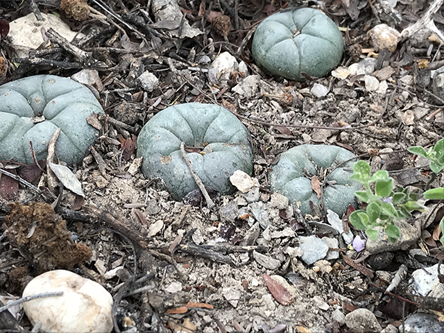 Lophophora williamsii (Peyote) #76636