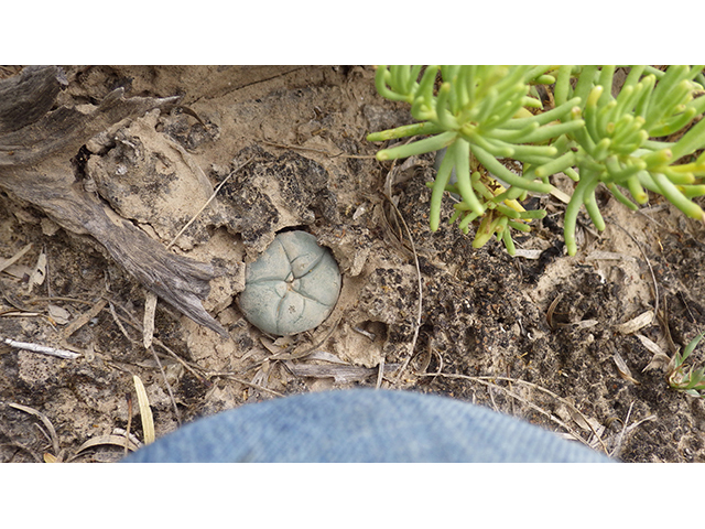 Lophophora williamsii (Peyote) #76642