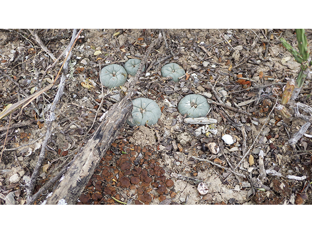 Lophophora williamsii (Peyote) #76643