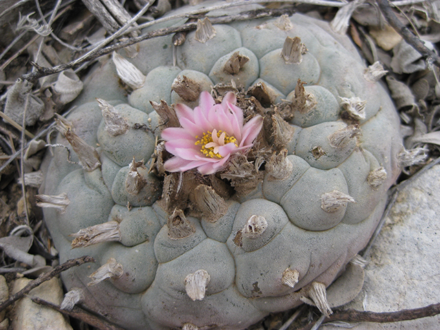 Lophophora williamsii (Peyote) #76648