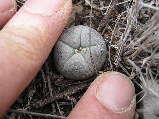 Lophophora williamsii (Peyote) #76652