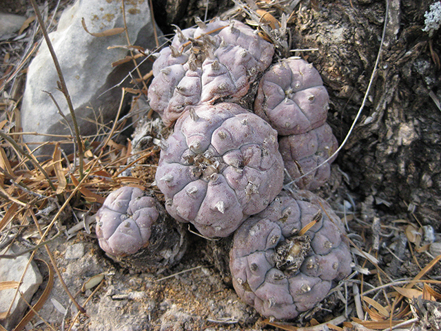 Lophophora williamsii (Peyote) #76656