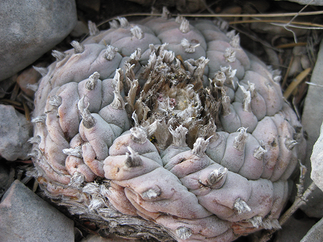 Lophophora williamsii (Peyote) #76660