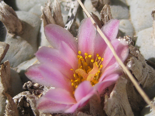 Lophophora williamsii (Peyote) #76662