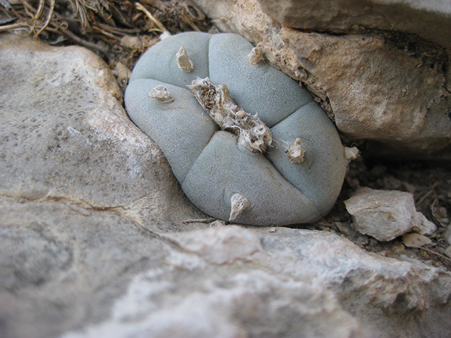 Lophophora williamsii (Peyote) #76665